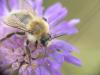 Bombus pascuorum